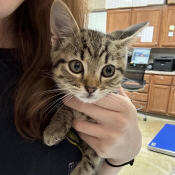 Taboo - 081805U -  Domestic Short Hair Cat for Adoption in Tupelo, Mississippi - Taboo - 081805U | PetCurious