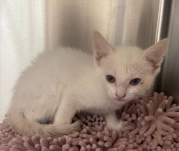 Powder -  Domestic Short Hair Cat for Adoption in Kemp, Texas - Powder | PetCurious