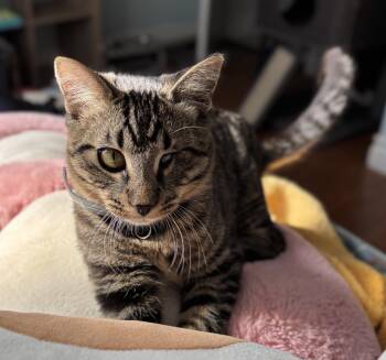 Rescue Domestic Short Hair Cats for Adoption in Los Angeles, California - Whiskers | PetCurious
