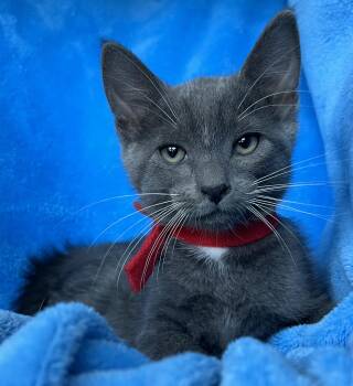 Russel -  Tuxedo Cat for Adoption in Hood River, Oregon - Russel | PetCurious