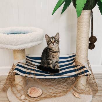 Mary Ann -  Domestic Short Hair Cat for Adoption in Brownsboro, Alabama - Mary Ann | PetCurious