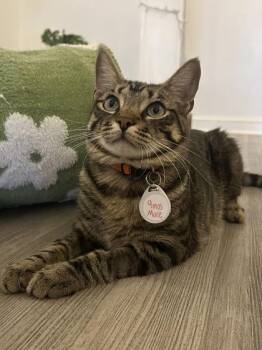 Tigger (Pounce Cat Cafe) -  Domestic Short Hair Cat for Adoption in Savannah, Georgia - Tigger (Pounce Cat Cafe) | PetCurious