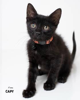 8-6 Capy -  Domestic Short Hair Cat for Adoption in Boone, Iowa - 8-6 Capy | PetCurious