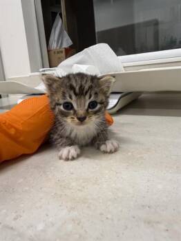 Domestic Short Hair Cats Available for Adoption in Baytown, Texas - GRYPHON | PetCurious