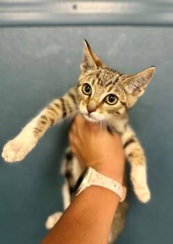Domestic Short Hair Cats Available for Adoption in Victorville, California - Charlie | PetCurious