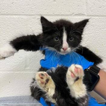 SVAS-Stray-38736 -  Domestic Medium Hair Cat Available for Adoption in Lyndhurst, Virginia - SVAS-Stray-38736 | PetCurious