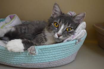 Evie -  Domestic Long Hair Cat for Adoption in Westbrook, Connecticut - Evie | PetCurious