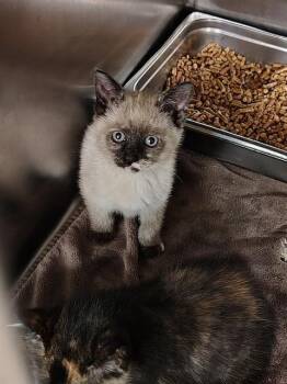 MARIGOLD -  Domestic Short Hair Cat Available for Adoption in Casper, Wyoming - MARIGOLD | PetCurious