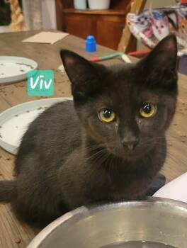 Viv -  Domestic Short Hair Cat for Adoption in Greenwood, Indiana - Viv | PetCurious