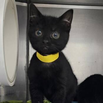 Domestic Short Hair Cats Available for Adoption in Schenectady, New York - Chavo - Yellow Collar | PetCurious