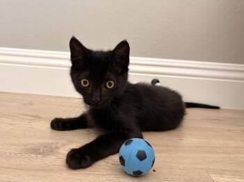 Messi -  Bombay and Domestic Short Hair Cat for Adoption in Walnut Creek, California - Messi | PetCurious