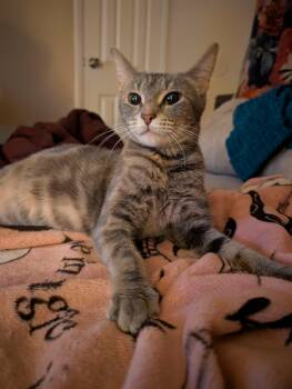 Tabitha & 9 Kittens -  Domestic Short Hair Cat for Adoption in Randolph, Alabama - Tabitha & 9 Kittens | PetCurious