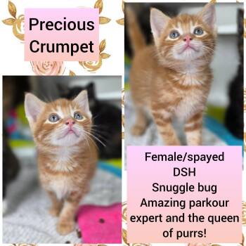 Crumpet -  Domestic Short Hair Cat for Adoption in Beaverton, Oregon - Crumpet | PetCurious