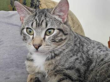Domestic Short Hair Cats Available for Adoption - Prince | PetCurious