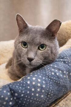 Domestic Short Hair Cats Available for Adoption - Kit Kat | PetCurious