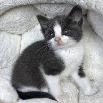 Ainsley -  Domestic Short Hair Cat for Adoption in Mt. Juliet, Tennessee - Ainsley | PetCurious