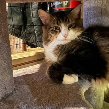 Rescue Domestic Short Hair Cats for Adoption in East Brunswick, New Jersey - Vincent | PetCurious