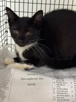 DANTE -  Domestic Short Hair Cat for Adoption in Fort Lauderdale, Florida - DANTE | PetCurious