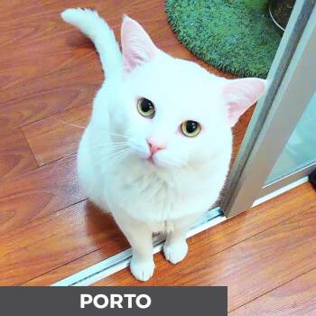 Porto -  Domestic Short Hair Cat for Adoption in Toronto, Ontario - Porto | PetCurious