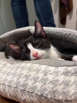 Dillstorm -  Domestic Short Hair Cat for Adoption in Arthur, Ontario - Dillstorm | PetCurious
