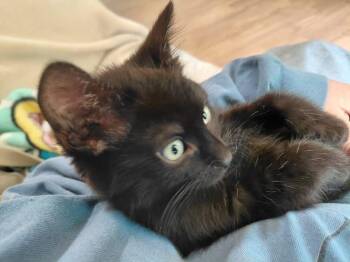 Domestic Short Hair Cats Available for Adoption in Topeka, Kansas - **Cat Cafe** Kodiak | PetCurious