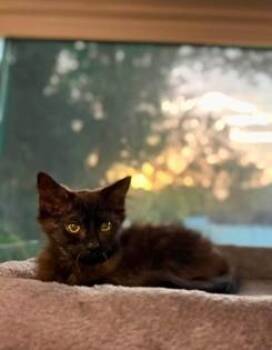 Sassy -  Domestic Long Hair Cat for Adoption in Englewood, Florida - Sassy | PetCurious