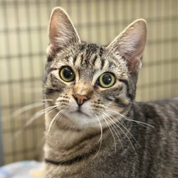 Rescue Domestic Short Hair Cats for Adoption in Redwood Valley, California - Mary Of The Poppins | PetCurious