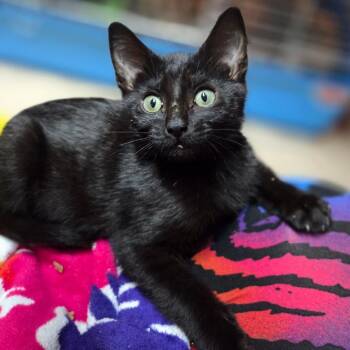 Goblin -  Domestic Short Hair Cat for Adoption in Huntsville, Alabama - Goblin | PetCurious