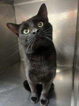 Rescue Domestic Short Hair Cats for Adoption in Fort Payne, Alabama - Kaiser | PetCurious