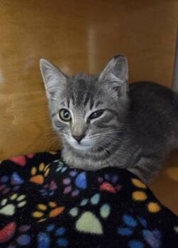 Beyonce -  Domestic Short Hair Cat for Adoption in Bellevue, Washington - Beyonce | PetCurious
