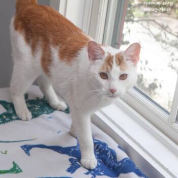 Domestic Short Hair Cats Available for Adoption in Ridgefield, Connecticut - Hobbes | PetCurious