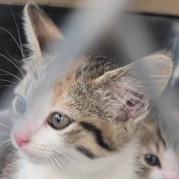 Selena -  Domestic Short Hair Cat for Adoption in Marion, Illinois - Selena | PetCurious