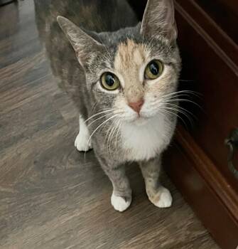 Domestic Short Hair Cats Available for Adoption - Tinker - Courtesy Post | PetCurious