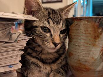 Merryweather -  Domestic Short Hair Cat for Adoption in Fruit Heights, Utah - Merryweather | PetCurious