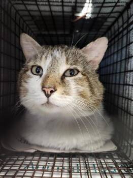 Domestic Short Hair Cats Available for Adoption in San Antonio, Texas - V26-0529 | PetCurious