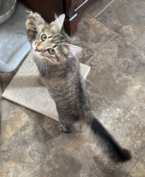 Rescue Domestic Medium Hair and Tabby Cats for Adoption in Oxford, Mississippi - Vera Tabby | PetCurious