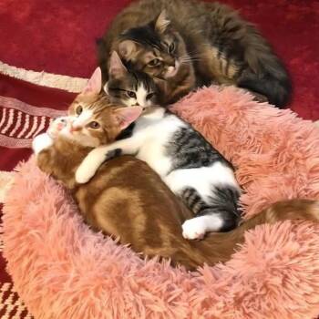 Domestic Short Hair Cats Available for Adoption - Peanut Estes | PetCurious