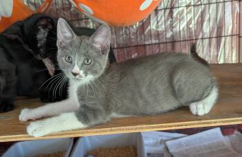 Atreya -  Domestic Short Hair Cat for Adoption in Fischer, Texas - Atreya | PetCurious