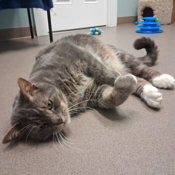 Meatball -  Domestic Short Hair Cat for Adoption in Middlebury, Vermont - Meatball | PetCurious