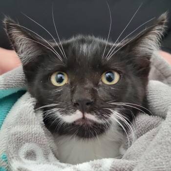 Pringles -  Domestic Short Hair Cat for Adoption in Sarasota, Florida - Pringles | PetCurious
