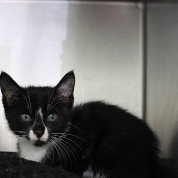 Hazelnut -  Domestic Short Hair Cat for Adoption in Valley, Alabama - Hazelnut | PetCurious