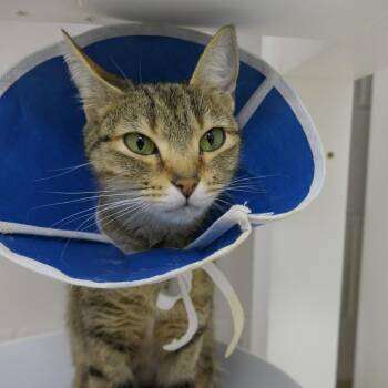 Dorothy -  Domestic Short Hair Cat for Adoption in Mebane, North Carolina - Dorothy | PetCurious