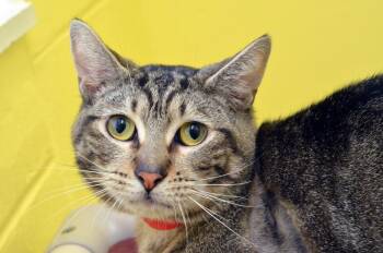 Domestic Short Hair and Tabby Cats Available for Adoption in Sanford, Florida - Zayro | PetCurious