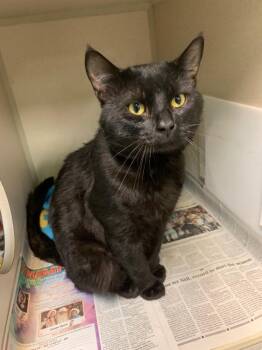 Snap Dragon -  Domestic Short Hair Cat for Adoption in Pottsville, Pennsylvania - Snap Dragon | PetCurious