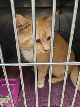 Sunshine Kitten -  Domestic Short Hair Cat for Adoption in Mocksville, North Carolina - Sunshine Kitten | PetCurious