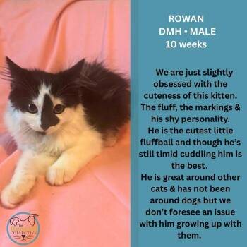 Rowan -  Domestic Medium Hair Cat for Adoption in Clive, Alberta - Rowan | PetCurious