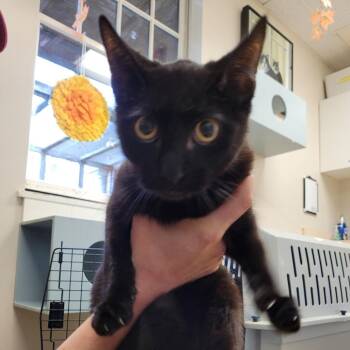 Rescue Domestic Short Hair Cats for Adoption in Nantucket, Massachusetts - Gomez | PetCurious