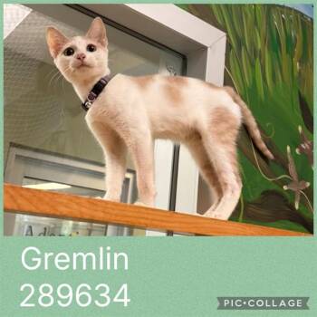 GREMLIN -  Domestic Short Hair Cat for Adoption in Macon, Georgia - GREMLIN | PetCurious