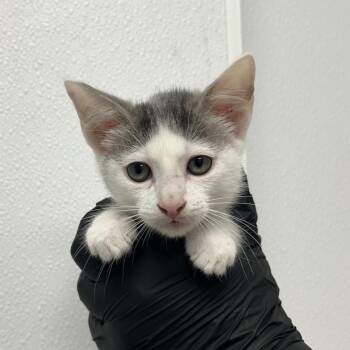 Icee -  Domestic Short Hair Cat for Adoption in Abilene, Texas - Icee | PetCurious