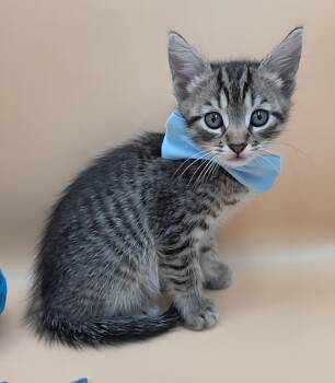 Skipper -  Domestic Short Hair and Tabby Cat Available for Adoption in Mobile, Alabama - Skipper | PetCurious